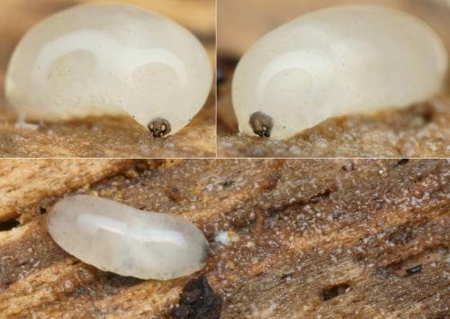 Réf. 222 093 : Phronia conformis
